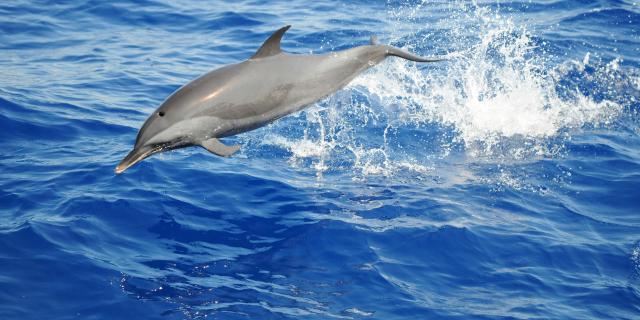 Sorties Dauphins activité en Martinique