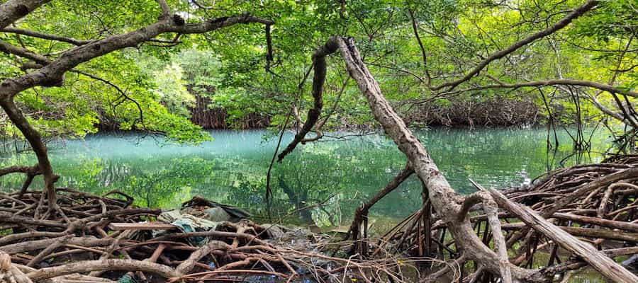 Kayak dans les mangroves activité en Martinique