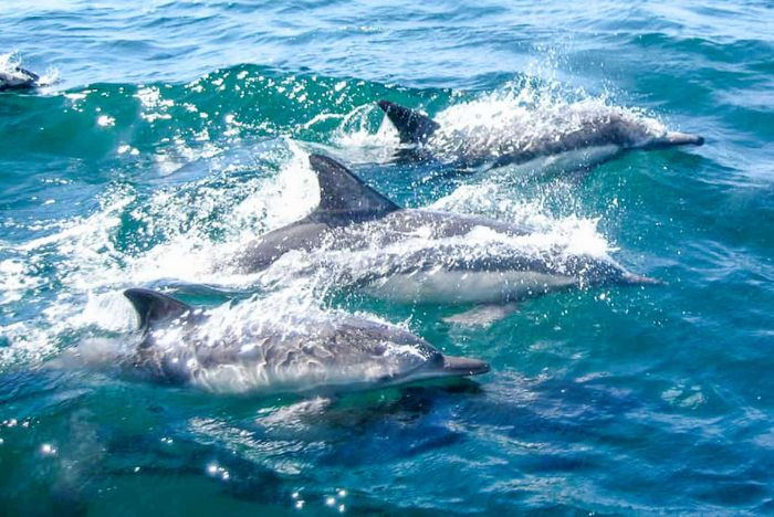 Sortie Dauphins activité en Martinique