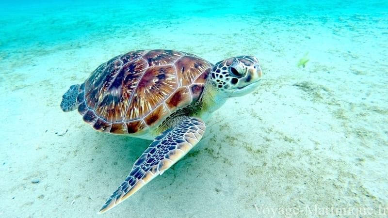Snorkeling tortue s activités en Martinique